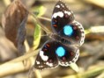 /album/photo-gallery-homepage/butterfly-marrakissa-jpg/